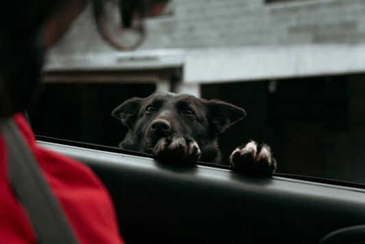 Voyager avec son chien : Comment protéger sa voiture et garantir son confort ?