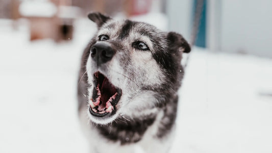 Aboiements excessifs : Pourquoi votre chien aboie-t-il sans arrêt et comment y remédier en douceur ?