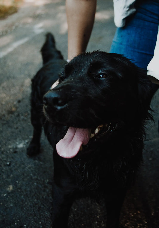 Comment limiter les poils d’animaux dans la maison sans stress ?