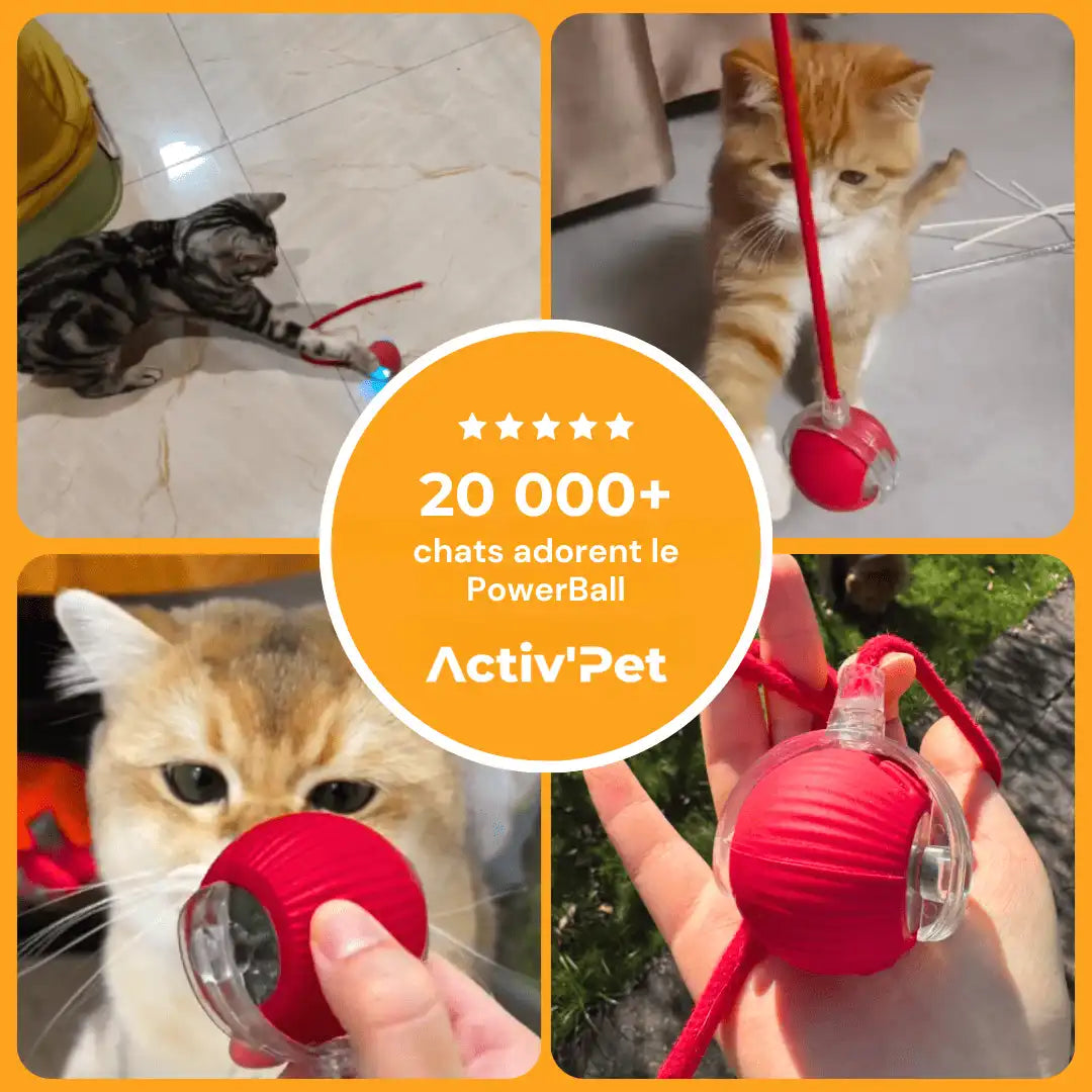 PowerBall Activ’Pet