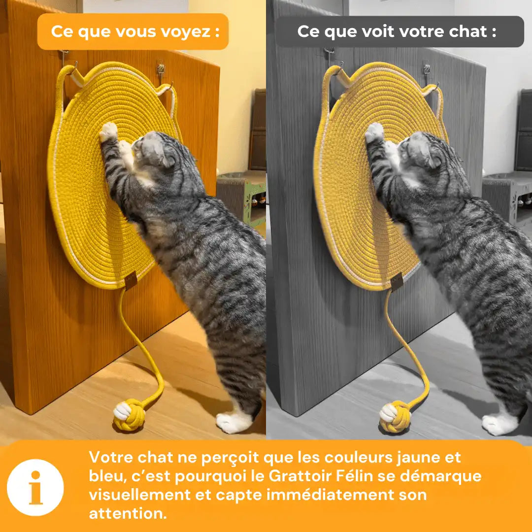 Grattoir Félin - Notre Bestseller