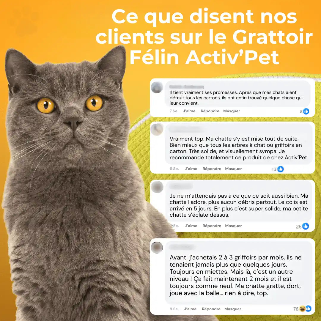 Grattoir Félin - Notre Bestseller