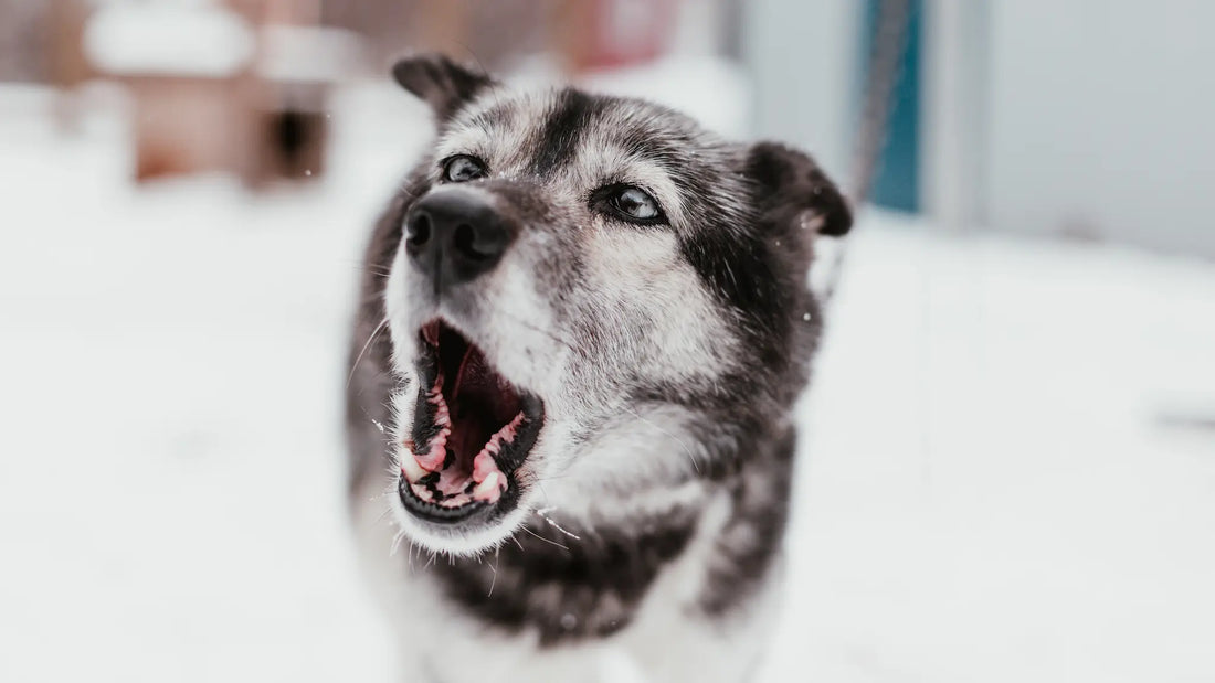 Aboiements excessifs : Pourquoi votre chien aboie-t-il sans arrêt et comment y remédier en douceur ?