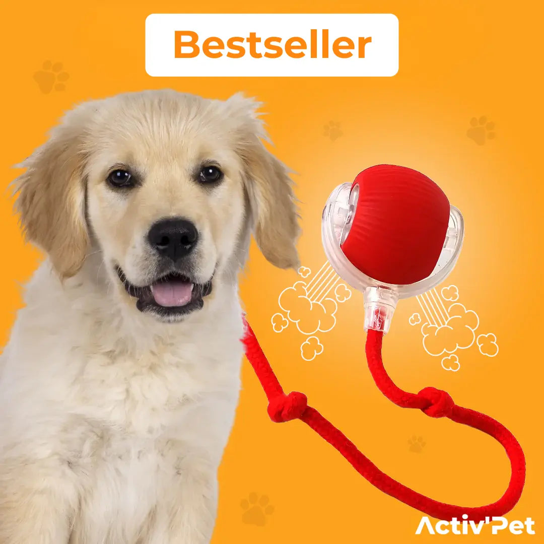MagicBall Activ’Pet - Our Bestseller