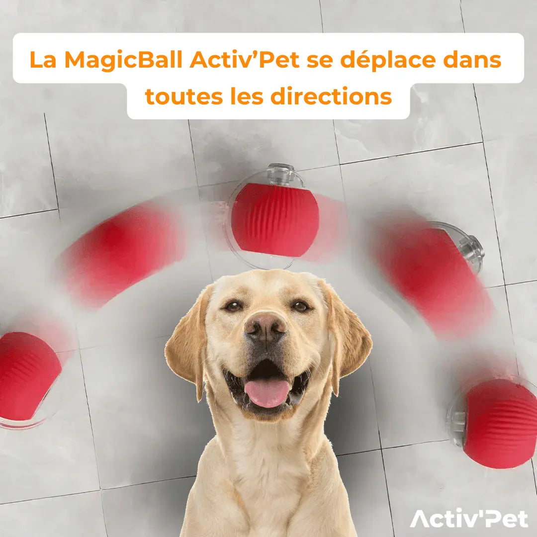 MagicBall Activ’Pet - Our Bestseller